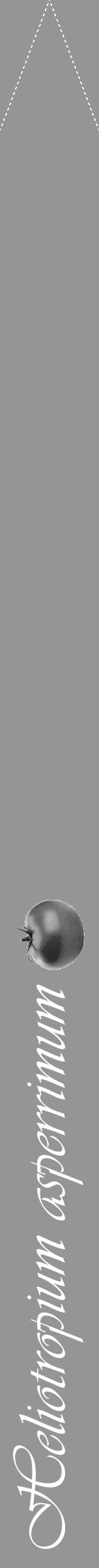 Étiquette de : Heliotropium asperrimum - format b - style blanche16viv avec comestibilité simplifiée - position verticale