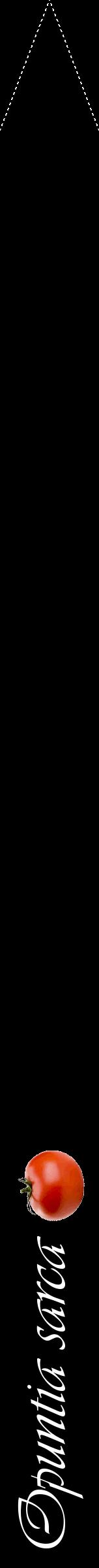 Étiquette de : Opuntia sarca - format b - style blanche59viv avec comestibilité simplifiée