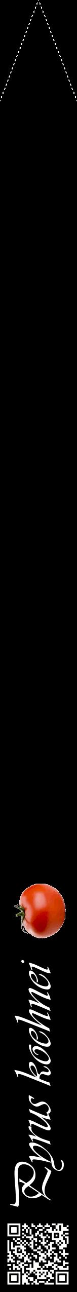Étiquette de : Pyrus koehnei - format b - style blanche59viv avec qrcode et comestibilité simplifiée