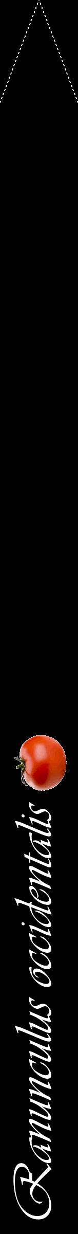 Étiquette de : Ranunculus occidentalis - format b - style blanche59viv avec comestibilité simplifiée