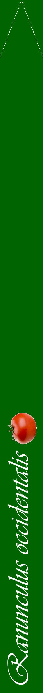 Étiquette de : Ranunculus occidentalis - format b - style blanche8viv avec comestibilité simplifiée