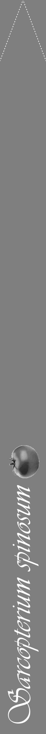 Étiquette de : Sarcopterium spinosum - format b - style blanche31viv avec comestibilité simplifiée - position verticale