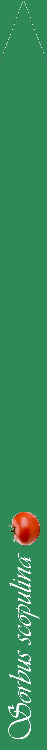 Étiquette de : Sorbus scopulina - format b - style blanche11viv avec comestibilité simplifiée