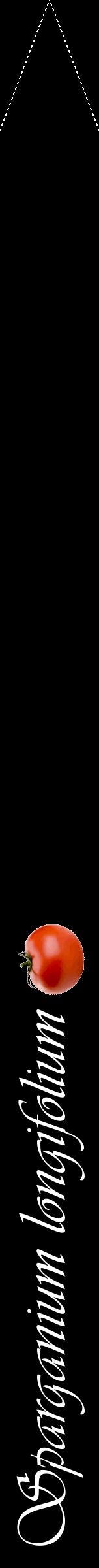 Étiquette de : Sparganium longifolium - format b - style blanche59viv avec comestibilité simplifiée