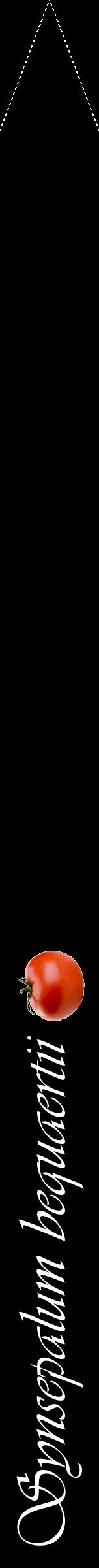 Étiquette de : Synsepalum bequaertii - format b - style blanche59viv avec comestibilité simplifiée