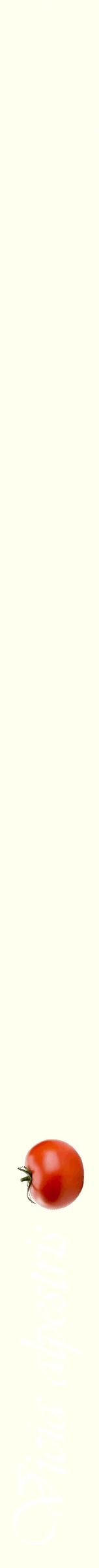 Étiquette de : Vicia alpestris - format b - style blanche19viv avec comestibilité simplifiée