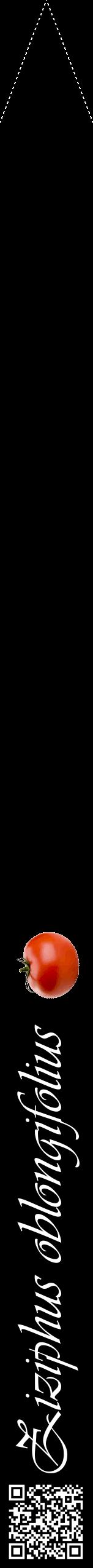 Étiquette de : Ziziphus oblongifolius - format b - style blanche59viv avec qrcode et comestibilité simplifiée