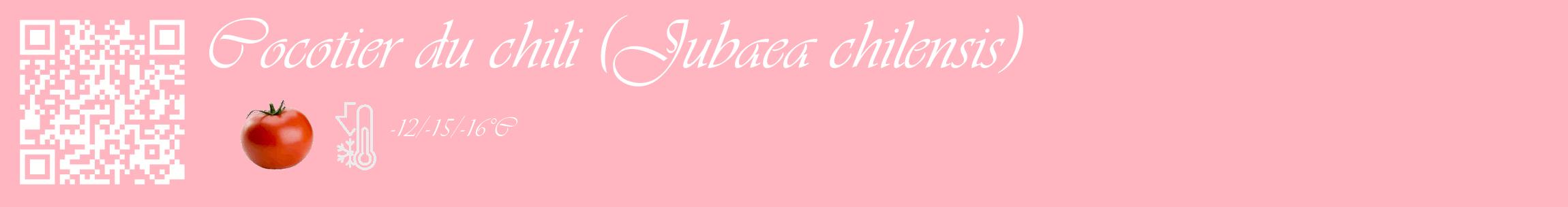 Étiquette de : Jubaea chilensis - format c - style blanche41_basique_basiqueviv avec qrcode et comestibilité simplifiée