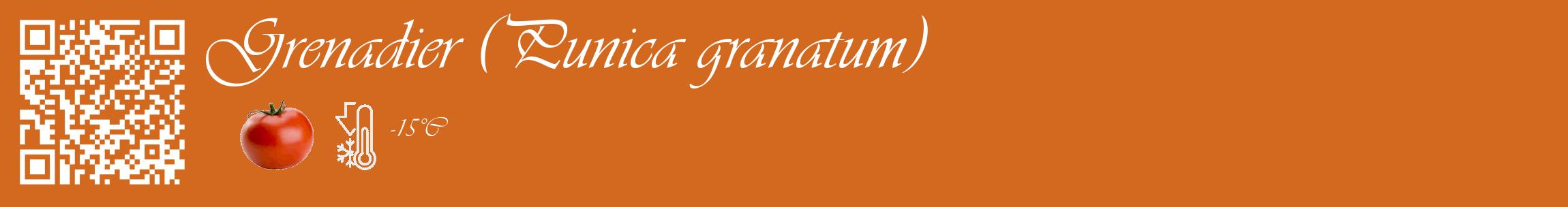 Étiquette de : Punica granatum - format c - style blanche31_basique_basiqueviv avec qrcode et comestibilité simplifiée