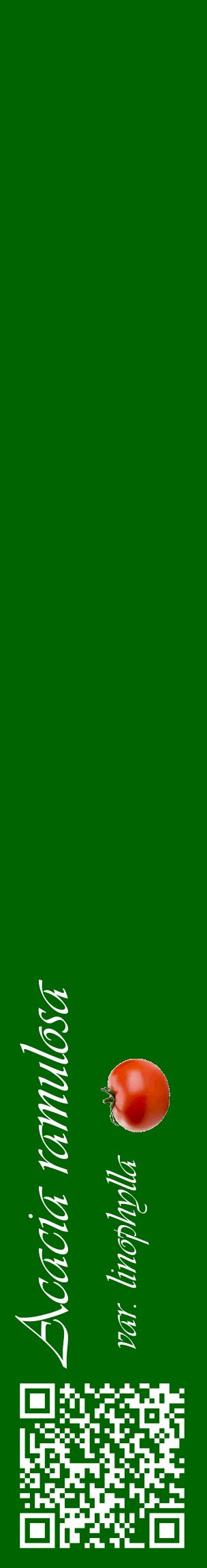 Étiquette de : Acacia ramulosa var. linophylla - format c - style blanche8_basiqueviv avec qrcode et comestibilité simplifiée