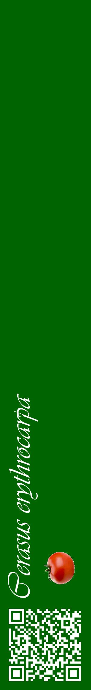 Étiquette de : Cerasus erythrocarpa - format c - style blanche8_basiqueviv avec qrcode et comestibilité simplifiée