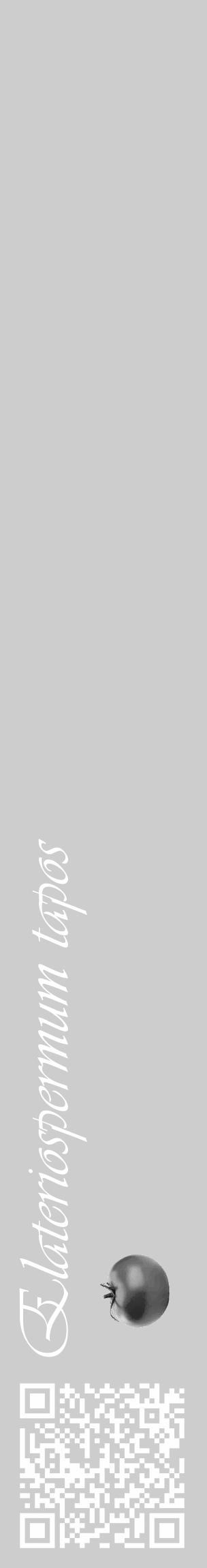 Étiquette de : Elateriospermum tapos - format c - style blanche41_basique_basiqueviv avec qrcode et comestibilité simplifiée - position verticale