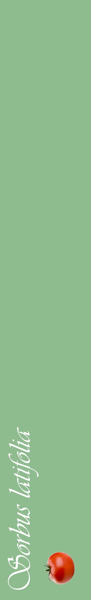 Étiquette de : Sorbus latifolia - format c - style blanche13_basiqueviv avec comestibilité simplifiée