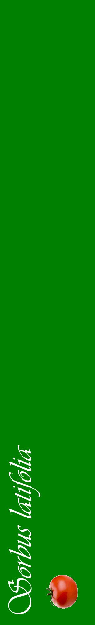 Étiquette de : Sorbus latifolia - format c - style blanche9_basiqueviv avec comestibilité simplifiée