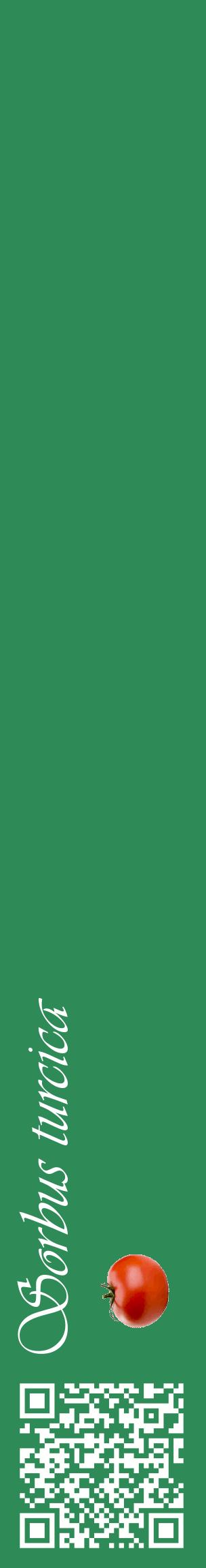 Étiquette de : Sorbus turcica - format c - style blanche11_basiqueviv avec qrcode et comestibilité simplifiée