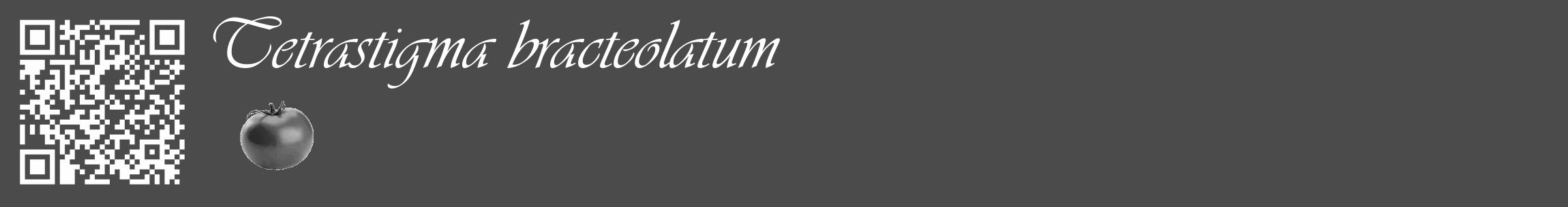 Étiquette de : Tetrastigma bracteolatum - format c - style blanche9_basique_basiqueviv avec qrcode et comestibilité simplifiée