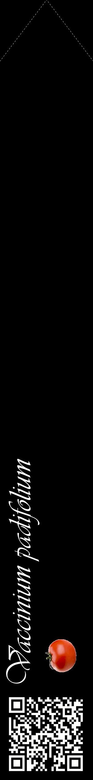 Étiquette de : Vaccinium padifolium - format c - style blanche59_simpleviv avec qrcode et comestibilité simplifiée