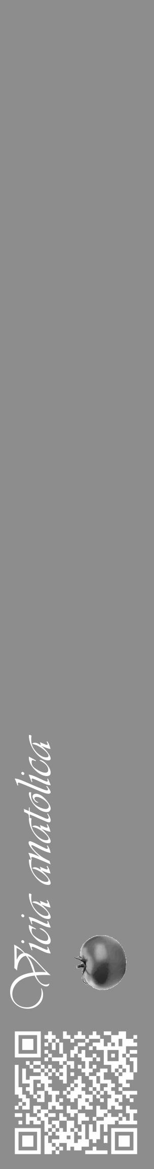 Étiquette de : Vicia anatolica - format c - style blanche2_basique_basiqueviv avec qrcode et comestibilité simplifiée - position verticale