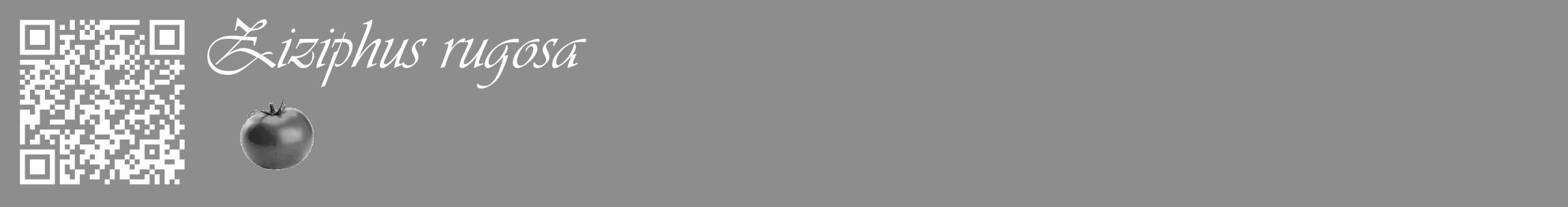 Étiquette de : Ziziphus rugosa - format c - style blanche2_basique_basiqueviv avec qrcode et comestibilité simplifiée