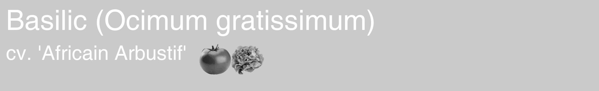 Étiquette de : Ocimum gratissimum cv. 'Africain Arbustif' - format c - style blanche21_basique_basiquehel avec comestibilité simplifiée