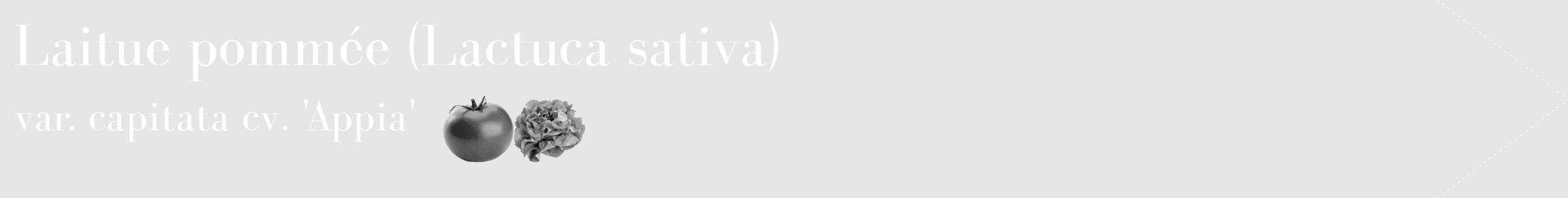 Étiquette de : Lactuca sativa var. capitata cv. 'Appia' - format c - style blanche18_simple_simplebod avec comestibilité simplifiée