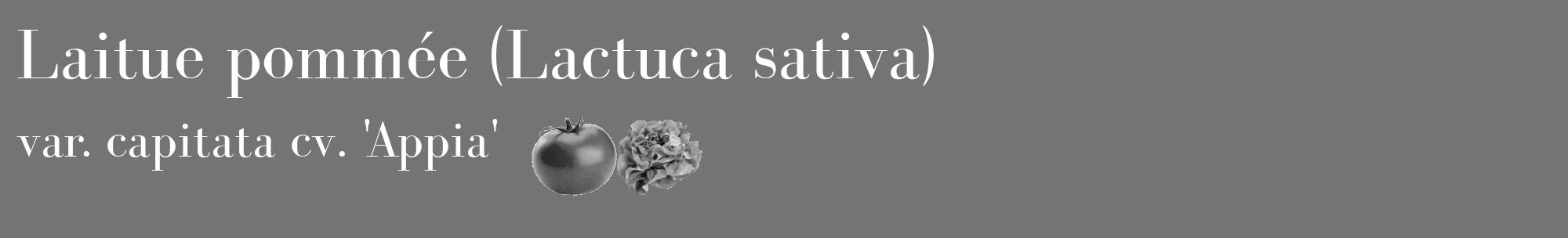 Étiquette de : Lactuca sativa var. capitata cv. 'Appia' - format c - style blanche26_basique_basiquebod avec comestibilité simplifiée