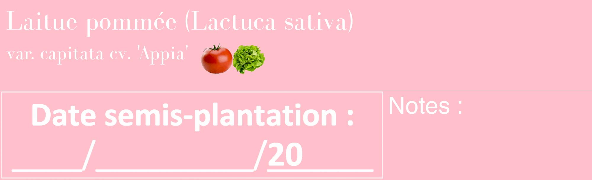 Étiquette de : Lactuca sativa var. capitata cv. 'Appia' - format c - style blanche40_basique_basiquebod avec comestibilité simplifiée