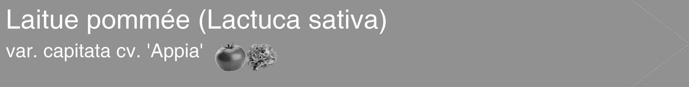 Étiquette de : Lactuca sativa var. capitata cv. 'Appia' - format c - style blanche4_simple_simplehel avec comestibilité simplifiée