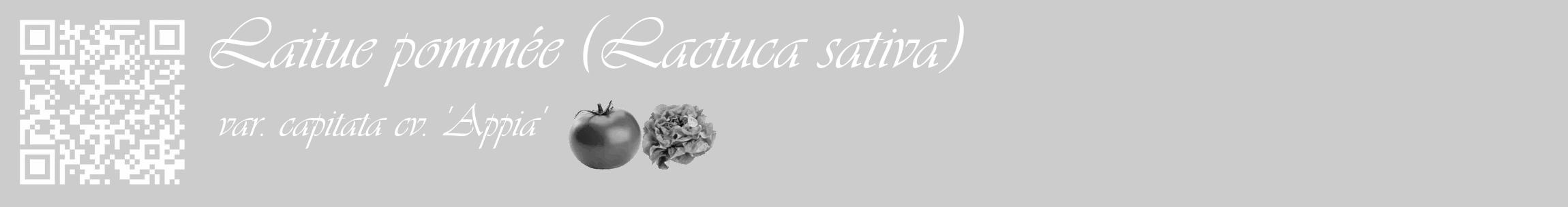 Étiquette de : Lactuca sativa var. capitata cv. 'Appia' - format c - style blanche0_basique_basiqueviv avec qrcode et comestibilité simplifiée
