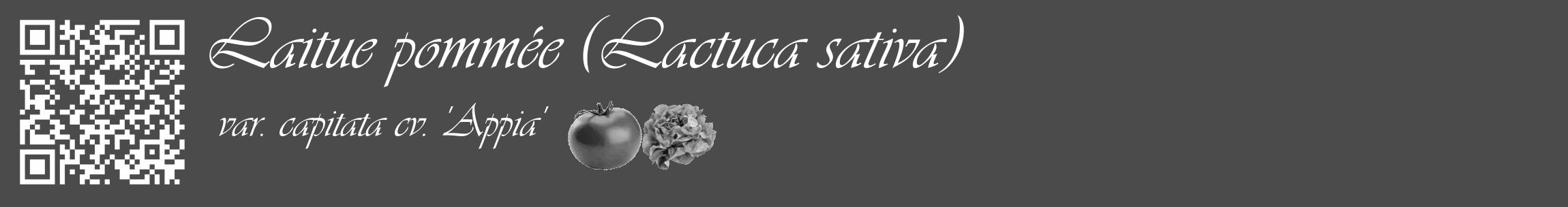 Étiquette de : Lactuca sativa var. capitata cv. 'Appia' - format c - style blanche9_basique_basiqueviv avec qrcode et comestibilité simplifiée