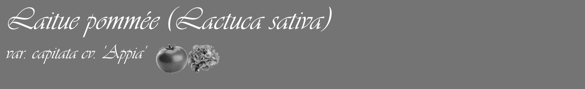 Étiquette de : Lactuca sativa var. capitata cv. 'Appia' - format c - style blanche26_basique_basiqueviv avec comestibilité simplifiée