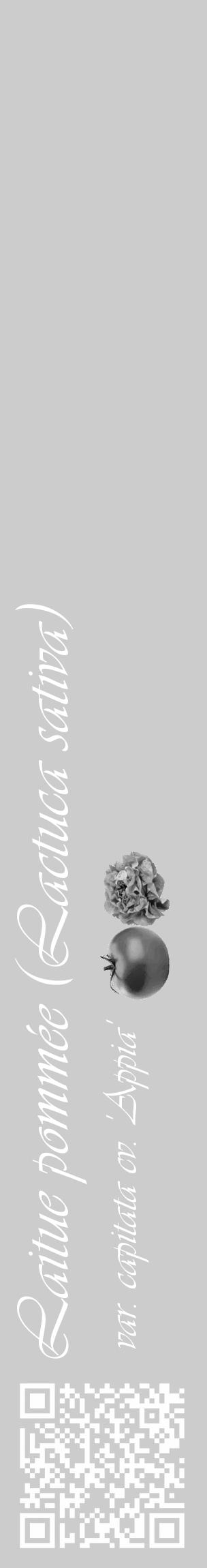 Étiquette de : Lactuca sativa var. capitata cv. 'Appia' - format c - style blanche0_basique_basiqueviv avec qrcode et comestibilité simplifiée - position verticale