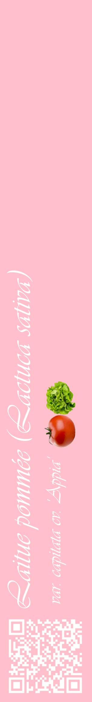 Étiquette de : Lactuca sativa var. capitata cv. 'Appia' - format c - style blanche40_basiqueviv avec qrcode et comestibilité simplifiée