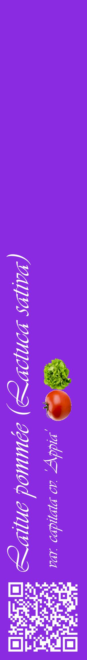 Étiquette de : Lactuca sativa var. capitata cv. 'Appia' - format c - style blanche49_basiqueviv avec qrcode et comestibilité simplifiée
