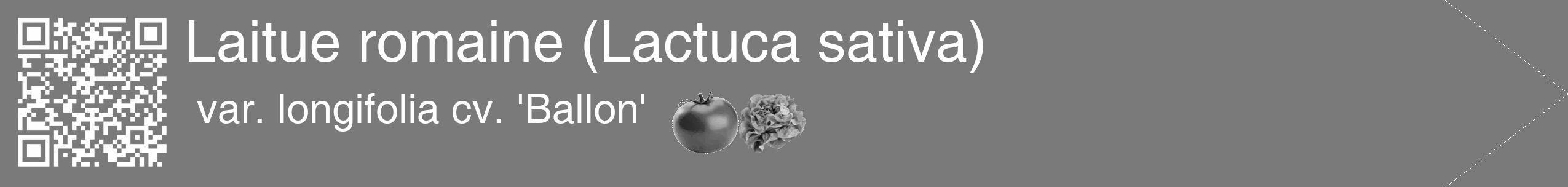 Étiquette de : Lactuca sativa var. longifolia cv. 'Ballon' - format c - style blanche3_simple_simplehel avec qrcode et comestibilité simplifiée