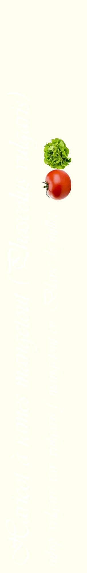 Étiquette de : Phaseolus vulgaris subsp. vulgaris var. vulgaris f. mangetout cv. 'Blanc de juillet' - format c - style blanche19_basiqueviv avec comestibilité simplifiée