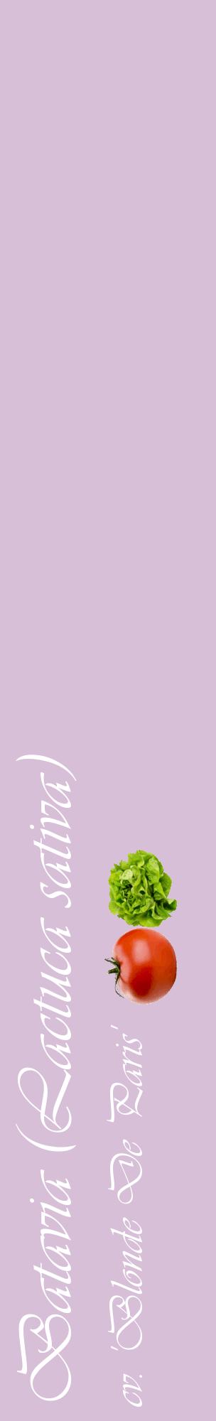 Étiquette de : Lactuca sativa cv. 'Blonde De Paris' - format c - style blanche54_basiqueviv avec comestibilité simplifiée