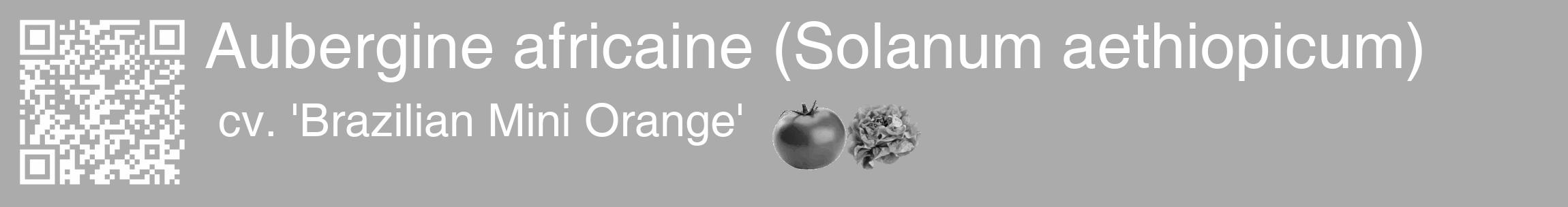 Étiquette de : Solanum aethiopicum cv. 'Brazilian Mini Orange' - format c - style blanche37_basique_basiquehel avec qrcode et comestibilité simplifiée