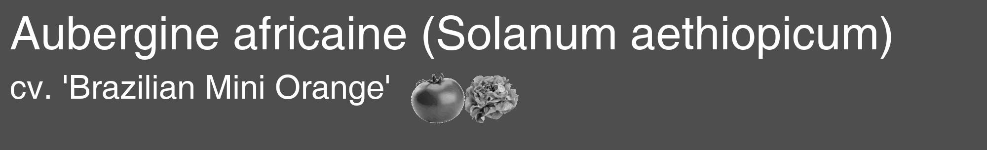 Étiquette de : Solanum aethiopicum cv. 'Brazilian Mini Orange' - format c - style blanche33_basique_basiquehel avec comestibilité simplifiée