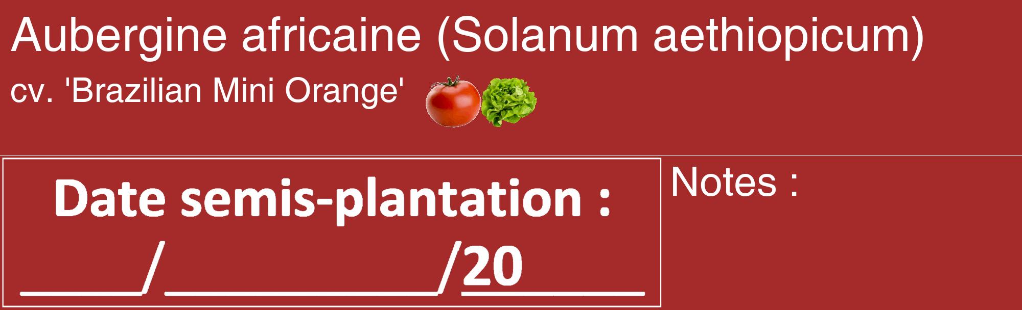 Étiquette de : Solanum aethiopicum cv. 'Brazilian Mini Orange' - format c - style blanche33_basique_basiquehel avec comestibilité simplifiée