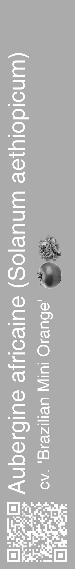 Étiquette de : Solanum aethiopicum cv. 'Brazilian Mini Orange' - format c - style blanche37_basique_basiquehel avec qrcode et comestibilité simplifiée - position verticale