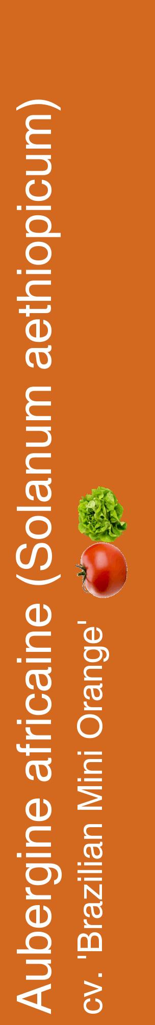 Étiquette de : Solanum aethiopicum cv. 'Brazilian Mini Orange' - format c - style blanche31_basiquehel avec comestibilité simplifiée