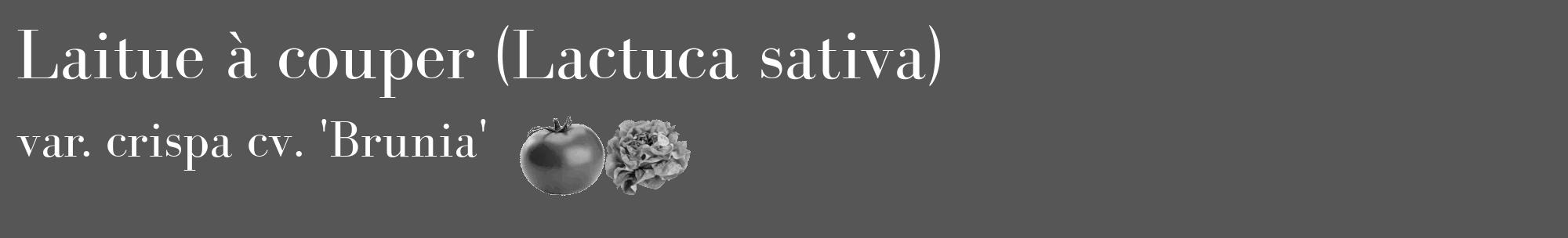 Étiquette de : Lactuca sativa var. crispa cv. 'Brunia' - format c - style blanche45_basique_basiquebod avec comestibilité simplifiée