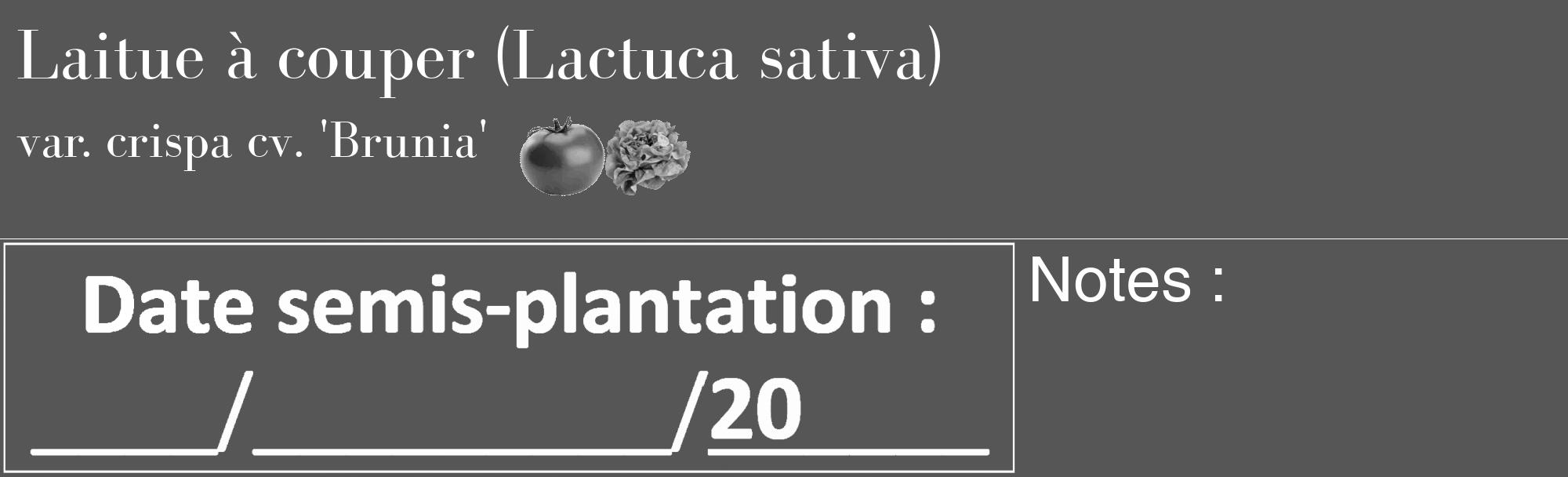 Étiquette de : Lactuca sativa var. crispa cv. 'Brunia' - format c - style blanche45_basique_basiquebod avec comestibilité simplifiée