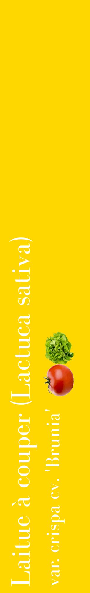 Étiquette de : Lactuca sativa var. crispa cv. 'Brunia' - format c - style blanche21_basiquebod avec comestibilité simplifiée