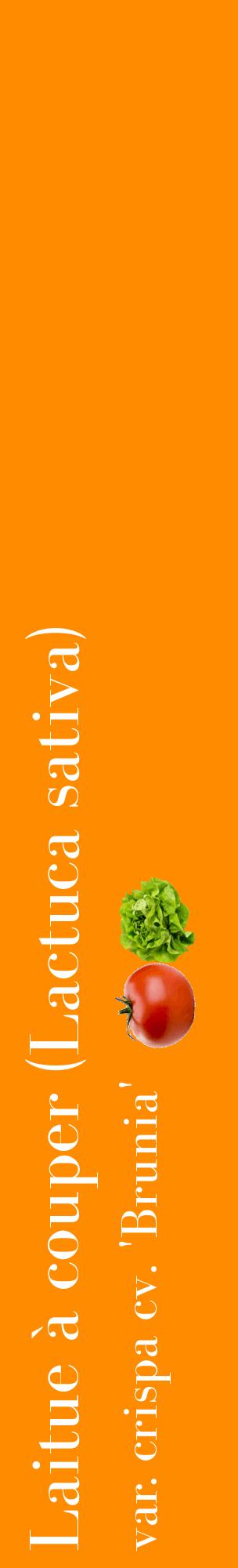 Étiquette de : Lactuca sativa var. crispa cv. 'Brunia' - format c - style blanche23_basiquebod avec comestibilité simplifiée