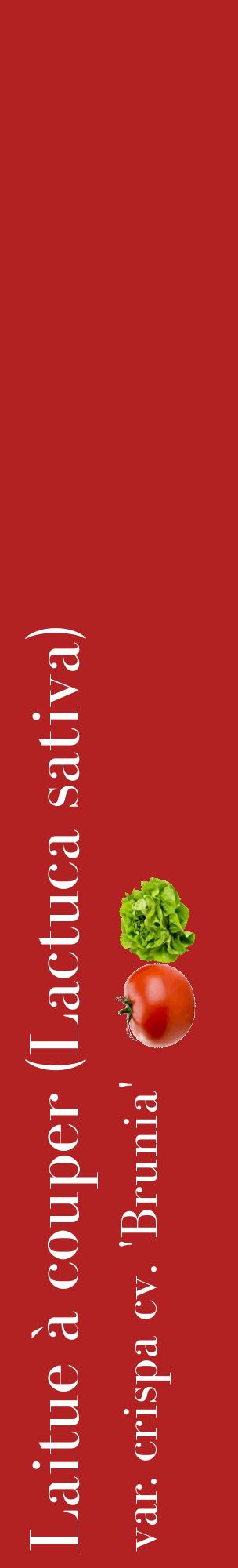 Étiquette de : Lactuca sativa var. crispa cv. 'Brunia' - format c - style blanche28_basiquebod avec comestibilité simplifiée