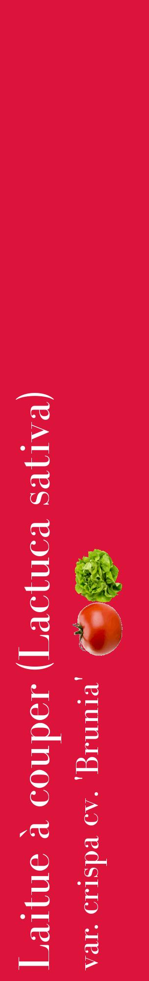 Étiquette de : Lactuca sativa var. crispa cv. 'Brunia' - format c - style blanche36_basiquebod avec comestibilité simplifiée