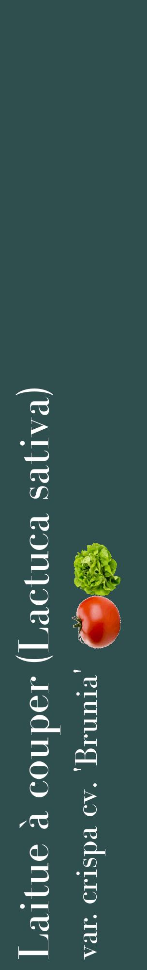 Étiquette de : Lactuca sativa var. crispa cv. 'Brunia' - format c - style blanche58_basiquebod avec comestibilité simplifiée