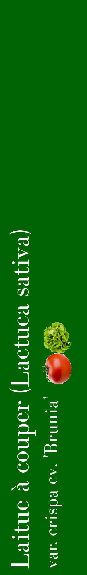 Étiquette de : Lactuca sativa var. crispa cv. 'Brunia' - format c - style blanche8_basiquebod avec comestibilité simplifiée